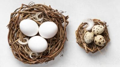 Reproduksi Hewan Ovipar: Rentan, Tapi Efisien