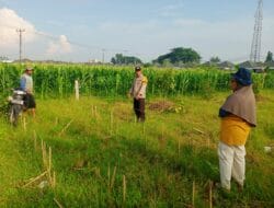 Polsek Labuapi Perkuat Peran Bhabinkamtibmas dalam Ketahanan Pangan
