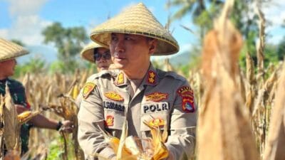 Kapolres Lombok Barat Hadiri Panen Raya Jagung, Sinergi Polri dan Petani Jaga Ketahanan Pangan