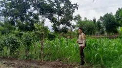 Pemanfaatan Pekarangan Rumah, Langkah Nyata Polsek Labuapi Dukung Kemandirian Pangan