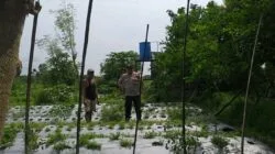 Dari Jagaraga untuk Indonesia: Bhabinkamtibmas Pelopori Ketahanan Pangan