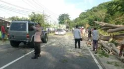 Kegiatan Pemangkasan Pohon Dijaga Ketat, Polisi Atur Lalu Lintas di Lembar