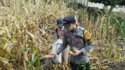 Dukung Penuh Program Prioritas Presiden RI, Bhabinkamtibmas Polsek Donggo Aktif Bantu Proses Pemanenan Jagung Warga Binaan