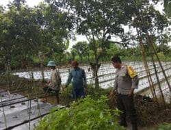 Polsek Kediri Aktif Dampingi Petani Wujudkan Kemandirian Pangan