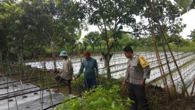 Polsek Kediri Aktif Dampingi Petani Wujudkan Kemandirian Pangan