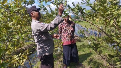 Bhabinkamtibmas Gapuk Dukung Petani Jambu Kristal di Gerung