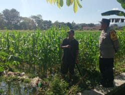 Motivasi Petani, Polisi di Gerung Sambangi Lahan Jagung Warga Binaan