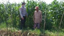 Jagung Manis Jadi Simbol Ketahanan Pangan Desa Jagaraga