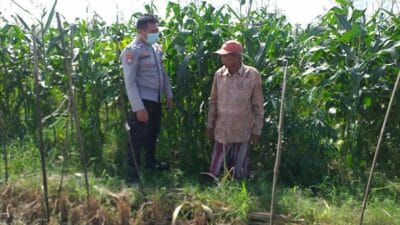 Jagung Manis Jadi Simbol Ketahanan Pangan Desa Jagaraga