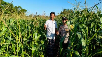 Bhabinkamtibmas Mareje Timur Dampingi Petani Jagung Tingkatkan Hasil Panen