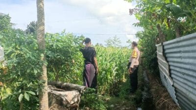 Jagung Bonanza dan Peran Polri dalam Ketahanan Pangan