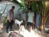 Optimalisasi Lahan Kosong untuk Ketahanan Pangan Desa Senggigi