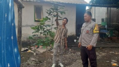 Pemanfaatan Pekarangan Rumah di Kuripan Jadi Model Ketahanan Pangan