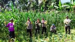 Kolaborasi TNI-Polri dan Petani, Panen Raya Jagung Sukses Digelar di Kuripan