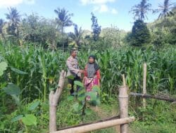 Bripka Saepul Sambangi Petani Jagung di Sekotong Timur