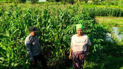 Dukung Petani, Polisi di Lembar Pantau Lahan Jagung Warga
