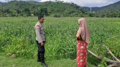 Bhabinkamtibmas Sambangi Lahan Jagung di Sekotong Timur, Ini Tujuannya