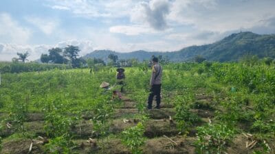 Inisiatif Polsek Lembar Perkuat Sektor Pertanian di Desa Binaan