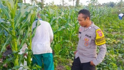 Sinergi Polisi dan Petani Dorong Ketahanan Pangan NTB