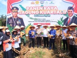 Kapolres Kampar Panen Raya Jagung: Wujud Dukungan Nyata untuk Ketahanan Pangan Nasional