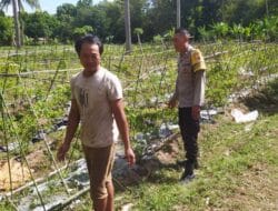 Pendekatan Humanis Polsek Sekotong Majukan Pertanian Cabai