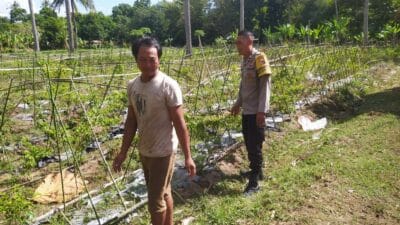 Pendekatan Humanis Polsek Sekotong Majukan Pertanian Cabai