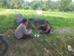 Polres Lombok Barat Perkuat Ketahanan Pangan Lewat Pendampingan Petani di Lembar