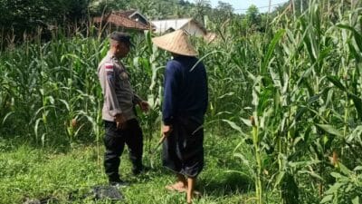 Bhabinkamtibmas Sekotong Dukung Petani Jagung Wujudkan Ketahanan Pangan