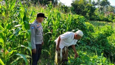 Polri Turun ke Lahan Jagung di Mareje Timur, Dorong Ketahanan Pangan