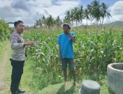 Perkuat Ketahanan Pangan, Polisi Bina Petani Jagung di Sekotong