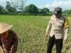 Bripka Ketut Sanjaya Motivasi Petani Jagung Lemukek Daya, Lombok Barat