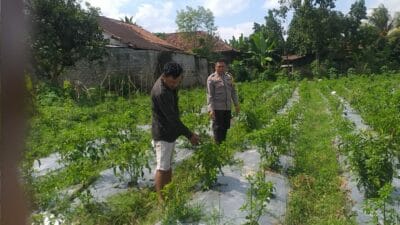 Sosialisasi Ketahanan Pangan oleh Bhabinkamtibmas Jagaraga Disambut Antusias Warga
