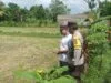Pekarangan Produktif: Inisiatif Ketahanan Pangan di Dusun Dawung
