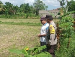 Pekarangan Produktif: Inisiatif Ketahanan Pangan di Dusun Dawung