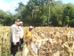 Gerung Selatan Panen Raya, Keamanan Terjaga Berkat Pendampingan Polsek Gerung