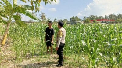 DDS Bhabinkamtibmas Sekotong Dorong Produktivitas Pertanian di Cendi Manik