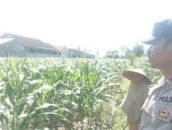 Lahan Tidur Jadi Harapan: Petani Labuapi Didampingi Polisi Tanam Jagung