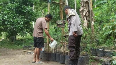 Warga Batulayar Kembangkan Pembibitan Cabai, Polisi Hadir Beri Pendampingan