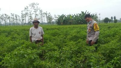 Polsek Kuripan Perkuat Ketahanan Pangan Warga lewat Pendampingan Aktif