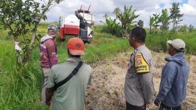 Sinergi Petani dan Polisi di Kediri Lombok Barat, Wujudkan Swasembada Jagung