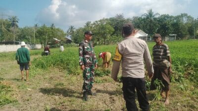 Sinergi TNI-Polri Dukung Ketahanan Pangan di Desa Taman Ayu, Gerung