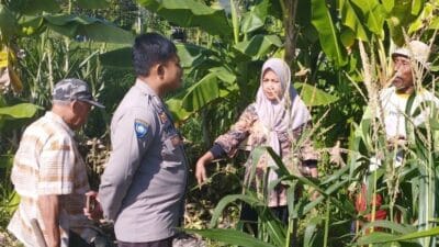 Ketahanan Pangan Banyumulek: Sinergi Bhabinkamtibmas dan PPL di Lahan Jagung