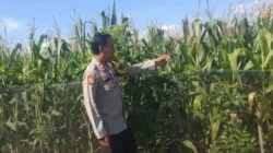 Wujudkan Indonesia Yang Swasembada Pangan, Bhabinkamtibmas Polsek Bolo Pantau Bantu Petani Jagung di Wilayah Binaan