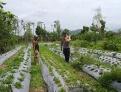 Polisi Bantu Petani di Kuripan Garap Lahan Kosong untuk Tanaman Pangan