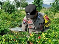 Polsek Kuripan Perkuat Edukasi Petani Cabai di Kuripan Utara untuk Ketahanan Pangan