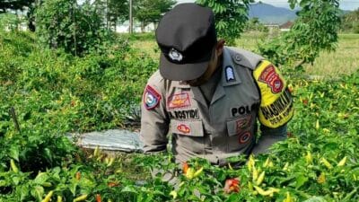 Bhabinkamtibmas Kuripan Utara Dampingi Petani Panen Cabai, Dukung Ketahanan Pangan