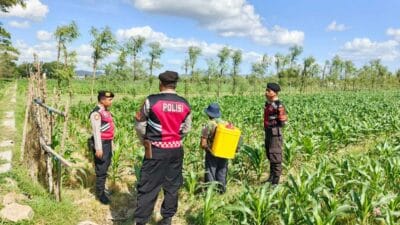 Polres Lombok Barat Dukung Petani Jagung di Desa Dasan Geres