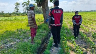 Patroli Polres Lombok Barat Jaga Keamanan Lahan Jagung