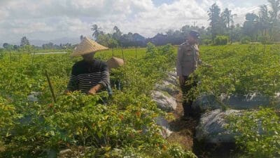 Bhabinkamtibmas Kuripan Jadi Garda Depan Ketahanan Pangan di Tingkat Desa