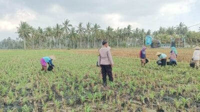 Polsek Gerung Perkuat Ketahanan Pangan Lewat Monitoring Pertanian Desa Banyu Urip